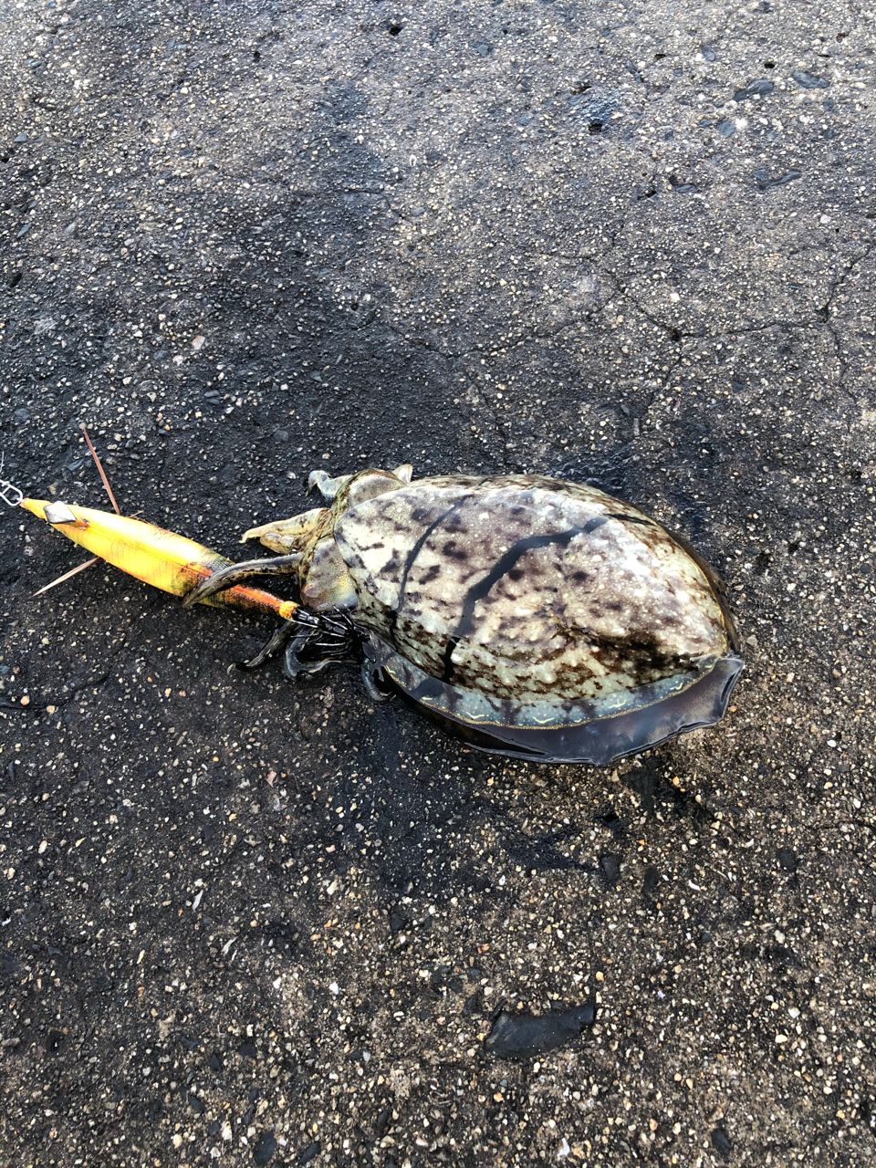 コウイカ
