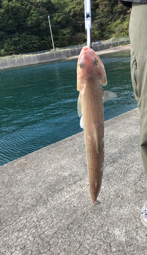 エソの釣果