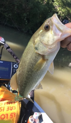 ラージマウスバスの釣果