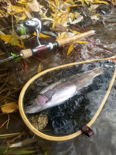 ニジマスの釣果