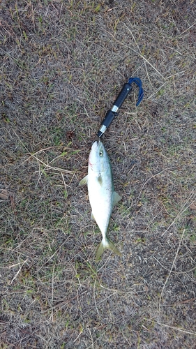 イナダの釣果