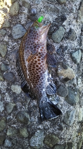 オオモンハタの釣果