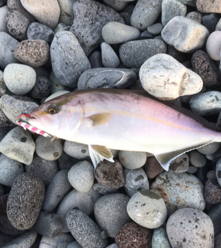 ショゴの釣果