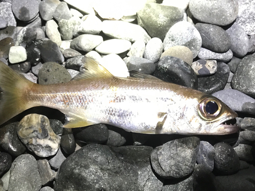 ムツの釣果