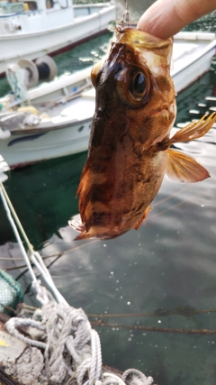 メバルの釣果