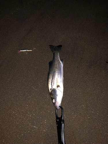 セイゴ（マルスズキ）の釣果