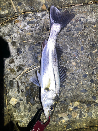 シーバスの釣果