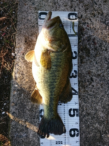 ブラックバスの釣果