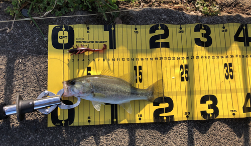 ブラックバスの釣果