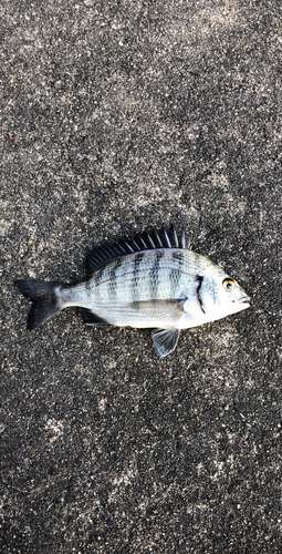 クロダイの釣果