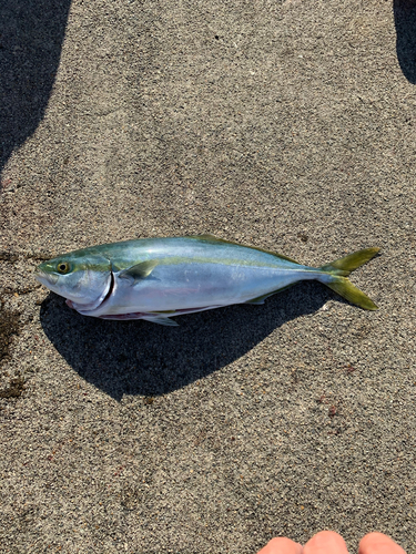 ワカシの釣果