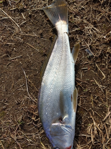 ニベの釣果