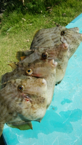 カワハギの釣果