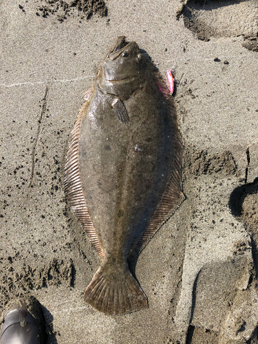 ヒラメの釣果