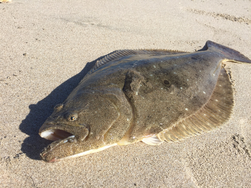 ヒラメの釣果