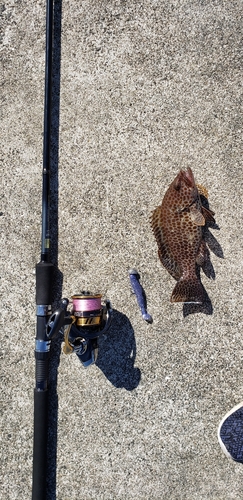 オオモンハタの釣果