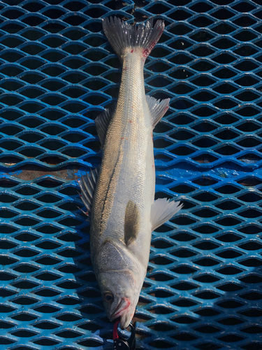 スズキの釣果