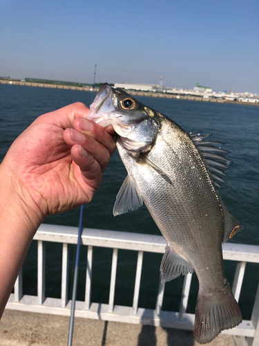 スズキの釣果