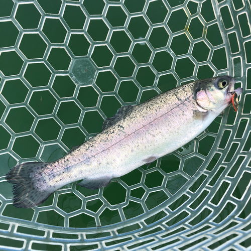 レインボートラウトの釣果