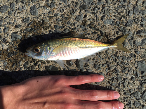 マアジの釣果