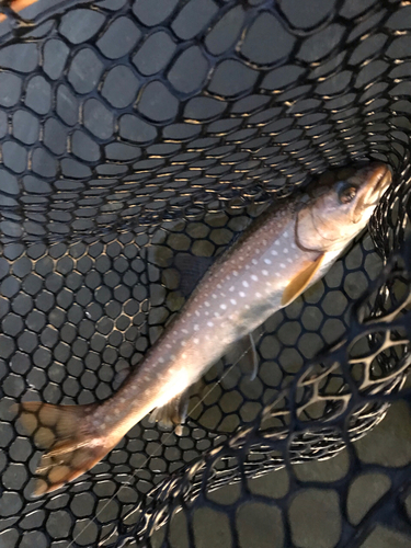 アメマスの釣果