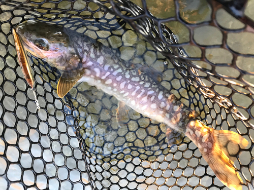 アメマスの釣果