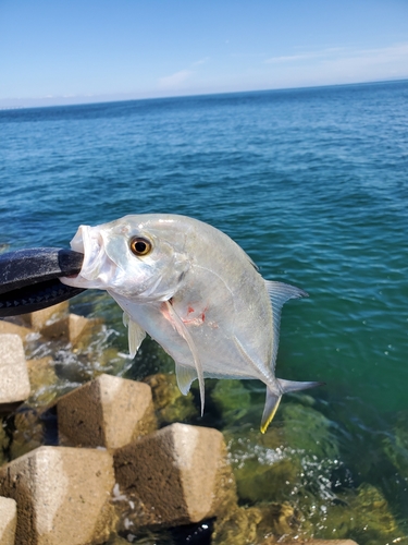 メッキの釣果