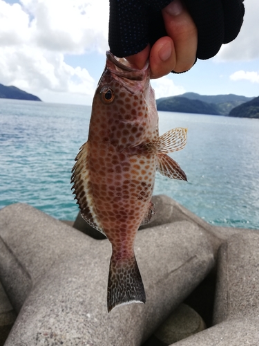 オオモンハタの釣果