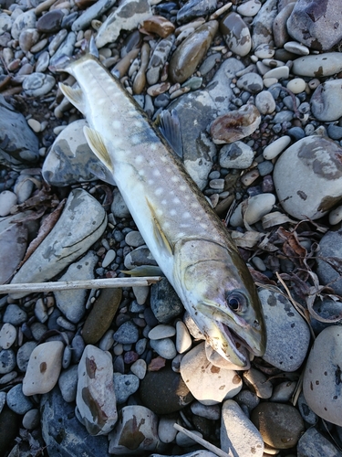 アメマスの釣果