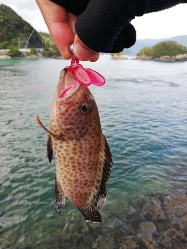 オオモンハタの釣果