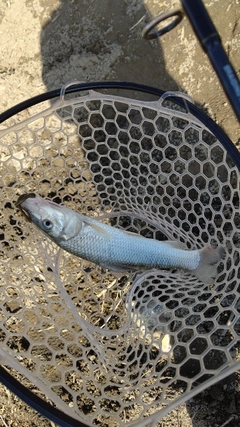 ニゴイの釣果