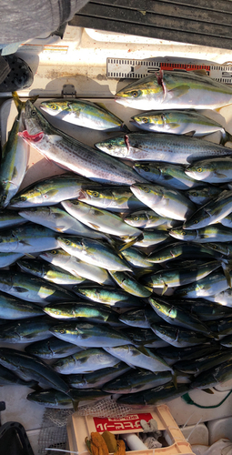 ハマチの釣果