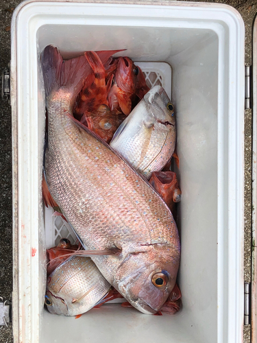 マダイの釣果