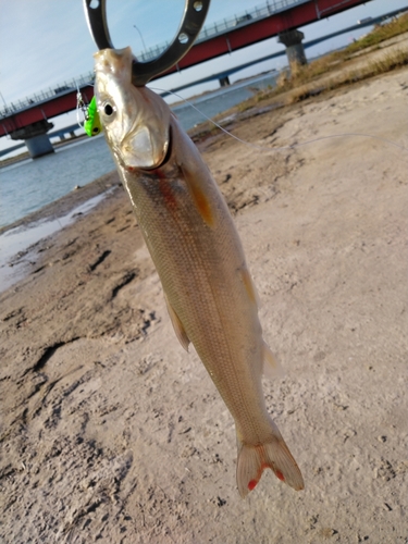 マルタウグイの釣果