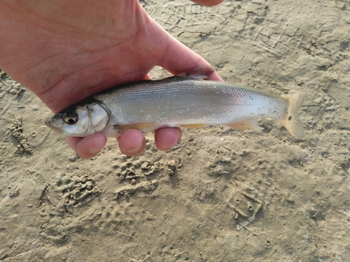 マルタウグイの釣果