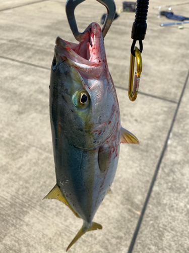 イナダの釣果