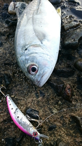 ロウニンアジの釣果