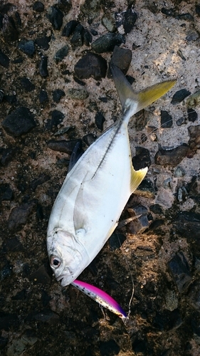 ロウニンアジの釣果