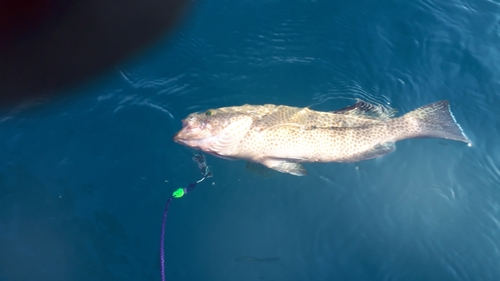 オオモンハタの釣果