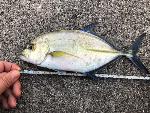 シマアジの釣果