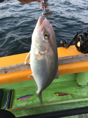 ショゴの釣果