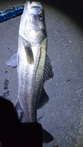 スズキの釣果