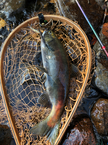 ヒメマスの釣果