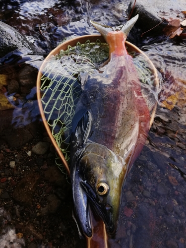 ヒメマスの釣果