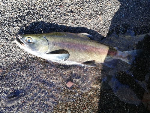 ヒメマスの釣果