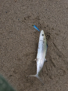 サゴシの釣果