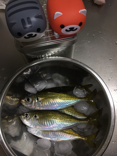 アジの釣果