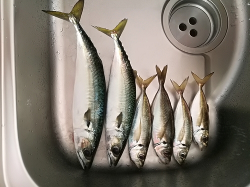 アジの釣果