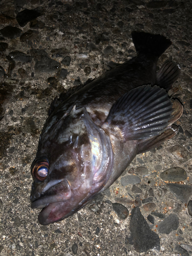 クロソイの釣果