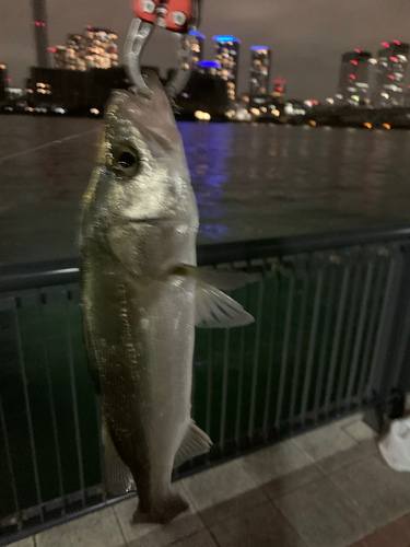 セイゴ（マルスズキ）の釣果